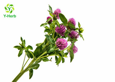 80 Mesh Herbal Red Clover Blossoms Extract Powder 20% Isoflavones Powder HPLC